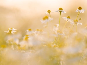 blurry background, Flowers, camomiles