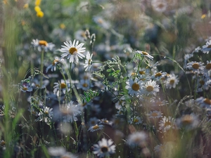 Flowers, grass, ##, camomiles