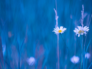 Flowers, blades, grass, camomiles