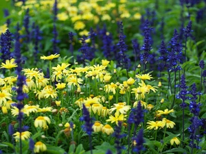 camomiles, Meadow, Flowers