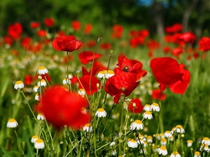 camomiles, Red, papavers