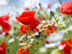 camomiles, Red, papavers