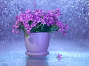 pot, Bokeh, Flowers, Campanula Portenschlagiana, purple
