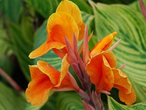 gold, Colourfull Flowers, canna
