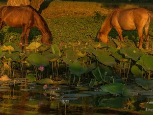 lotuses, leaves, Pond - car, Flowers, bloodstock
