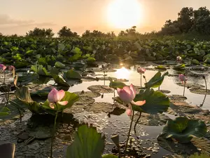 Pond - car, lotuses, sun, Flowers