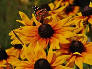 undine, Cardui, Rudbekie, butterfly, Flowers