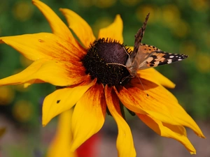 undine, Cardui, titmouse, butterfly, Rudbeckia
