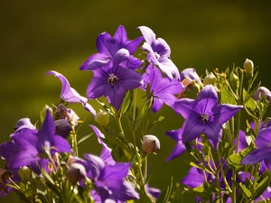 Carpathian, Flowers, bell