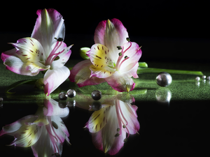 M&Ms balls, Drubbing, Flowers, Alstroemeria, Two cars