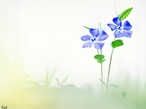 Two cars, Flowers, Vinca, Blue