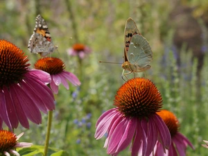 Two cars, Flowers, echinacea, butterflies