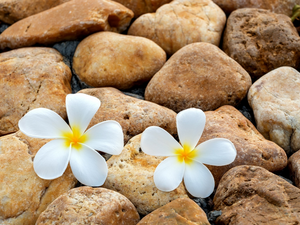 Two cars, Plumeria, Stones, Flowers