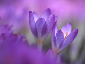 Two cars, purple, Flowers, colchicums