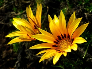 Two cars, Yellow, ##, Flowers