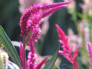 Celosia, Pink, Flowers