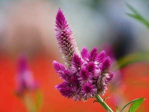 The herb, Colourfull Flowers, Celosia, claret