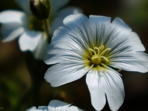 White, Cerastium Access field