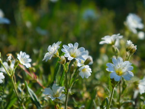 Cerastium, White, Flowers