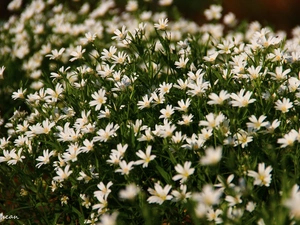 Cerastium, White, Flowers