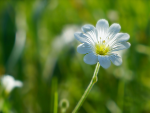 White, Colourfull Flowers, Cerastium, field