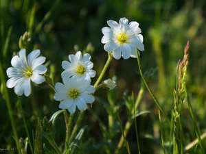 Cerastium, Flowers, White