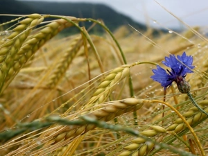 cereals, Chaber, Ears