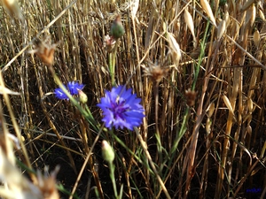 cereals, cornflowers, Ears