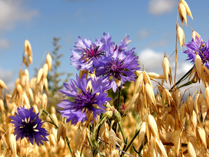 cereals, cornflowers, Ears