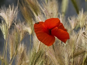 Red, Ears, cereals, red weed