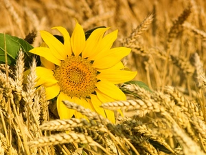 Sunflower, cereals