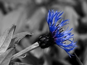 Grey, blue, Chaber, background