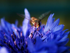 Insect, Colourfull Flowers, Chaber