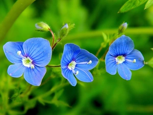 speedwell, Veronica Chamaedrys