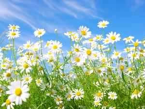 blue, Flowers, chamomile, Sky