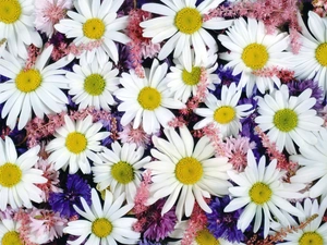 chamomile, common, Flowers, cornflowers, color