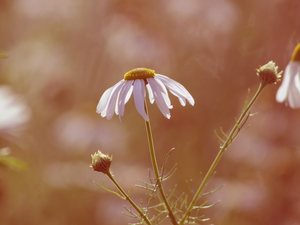 rapprochement, blurry background, chamomile, Buds, flower