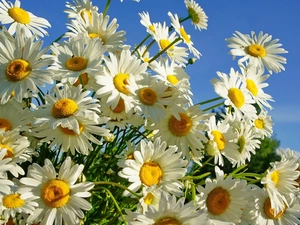 Flowers, chamomile