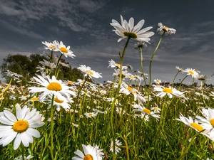 Flowers, daisy