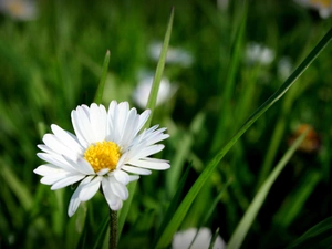 daisy, Meadow, grass