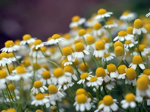 Chamomile Common, Meadow