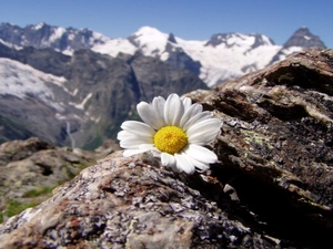 Mountains, Daisy