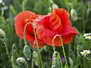 chamomile, Red, papavers