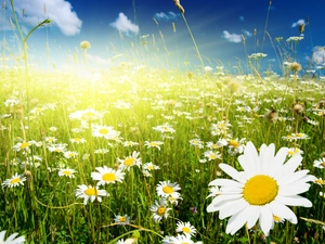 rays, Meadow, chamomile, sun