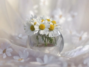 Corn Chamomile, tablecloth, Flowers, vase