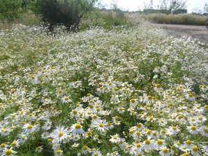 chamomile, Meadow, tracts