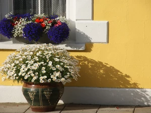 Window, lobelia, chamomile, pots