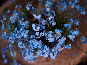 Blue, Flowers, Forget, change
