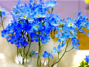 Blue, Flowers, larkspur, change
