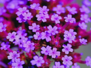 Flowers, Verbena garden, change